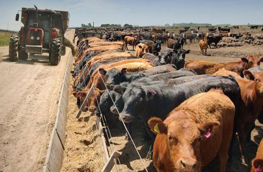 Maneja un feedlot de 3000 animales bajo techo, produce energía renovable y ahora sumó una novedosa herramienta de ganadería de precisión: qué es Caradvana