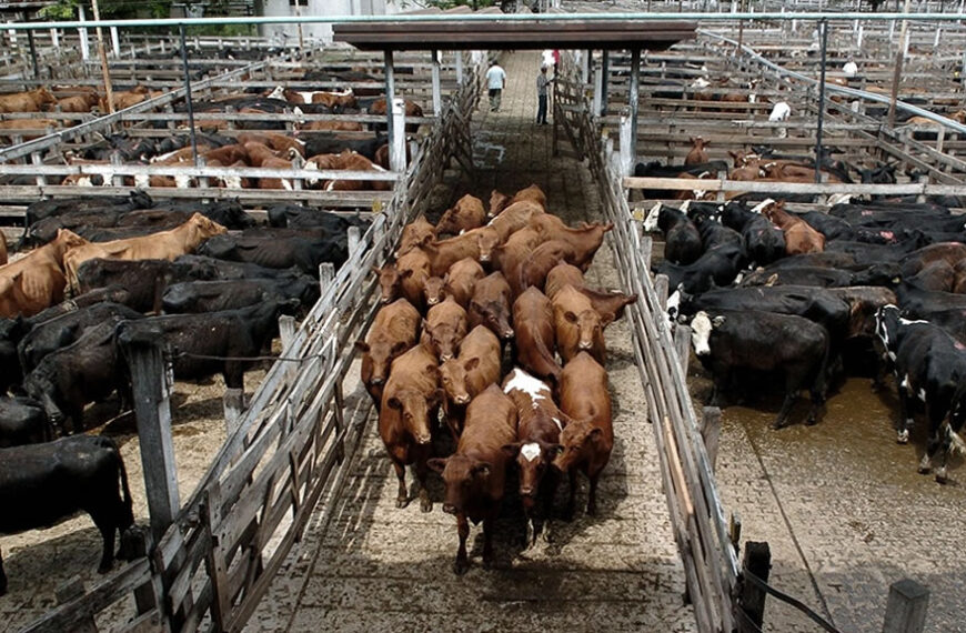 Subas de precios para los machos y las vacas en el Mercado de Liniers