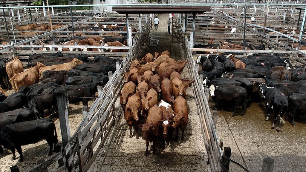 Subas de precios para los machos y las vacas en el Mercado de Liniers