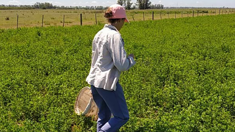 Se impone el monitoreo de trips en alfalfa