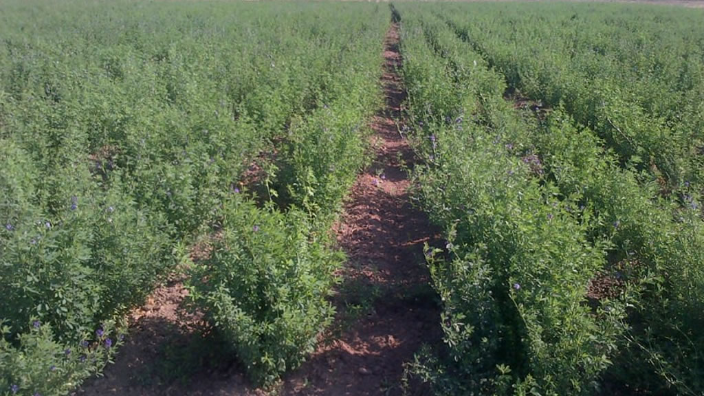 La alfalfa Salinera INTA ya está disponible para la venta