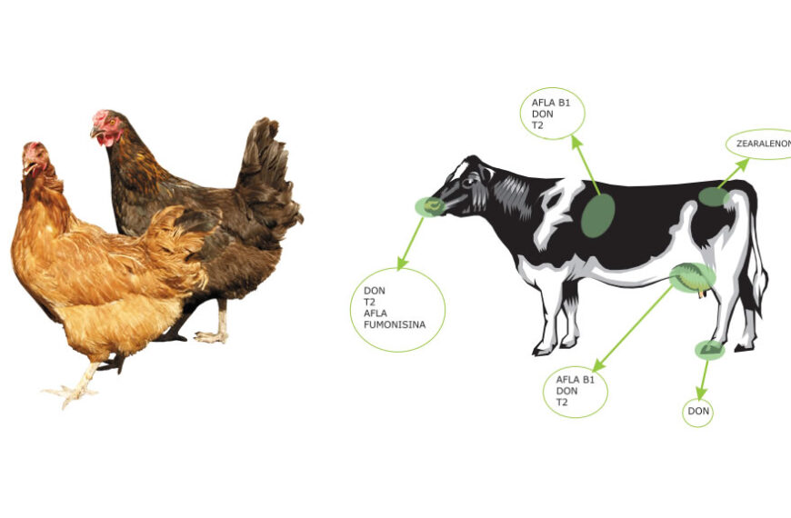 El daño de las micotoxinas al ganado y las aves de corral