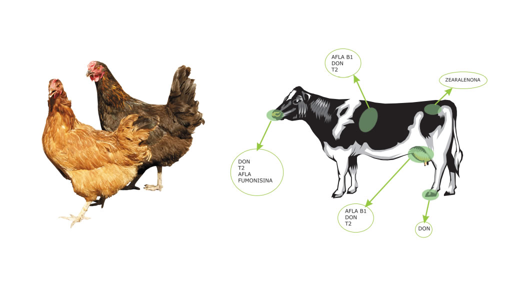 El daño de las micotoxinas al ganado y las aves de corral
