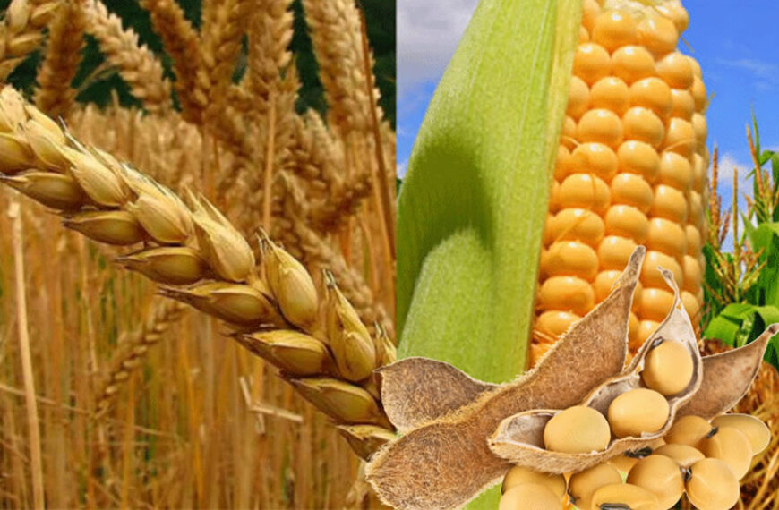 La producción mundial de cereales será récord pero no alcanzará para abastecer la demanda