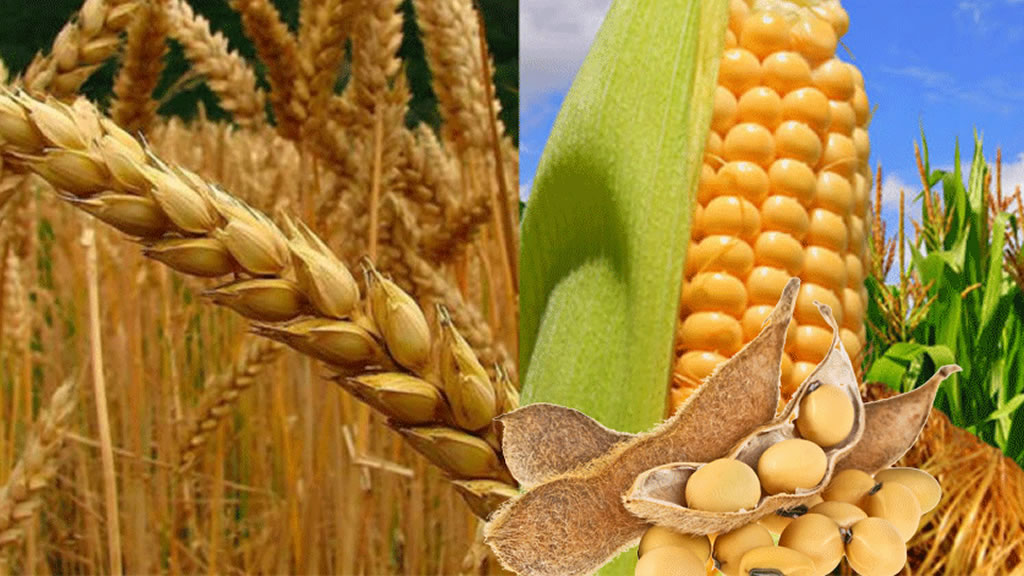 La producción mundial de cereales será récord pero no alcanzará para abastecer la demanda