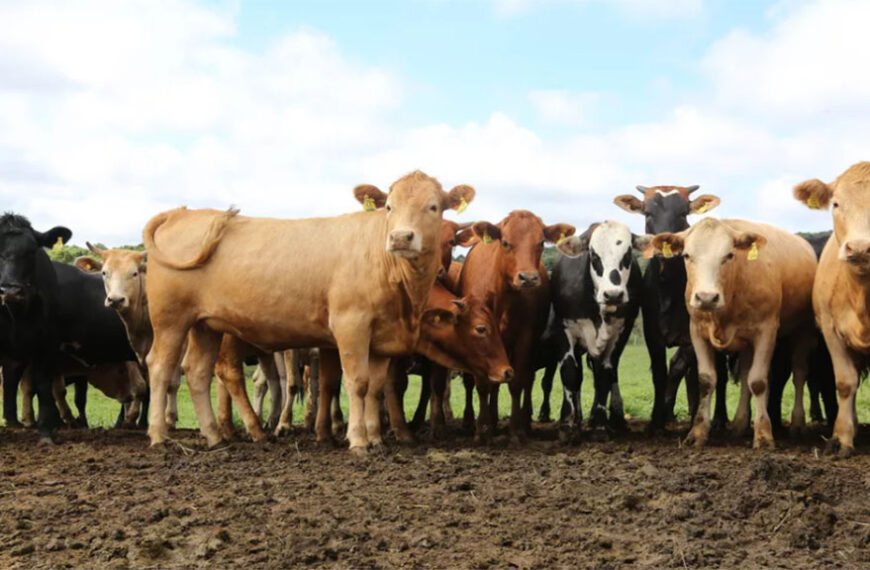 Conozca cómo va la investigación y prevención de la enfermedad de las vacas locas