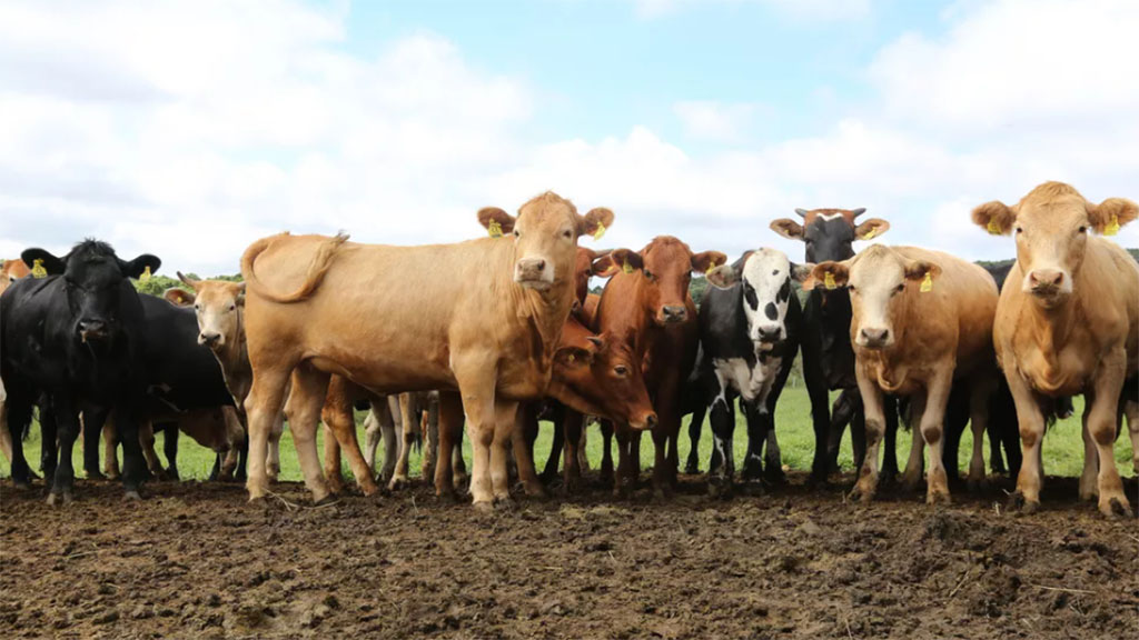 Conozca cómo va la investigación y prevención de la enfermedad de las vacas locas