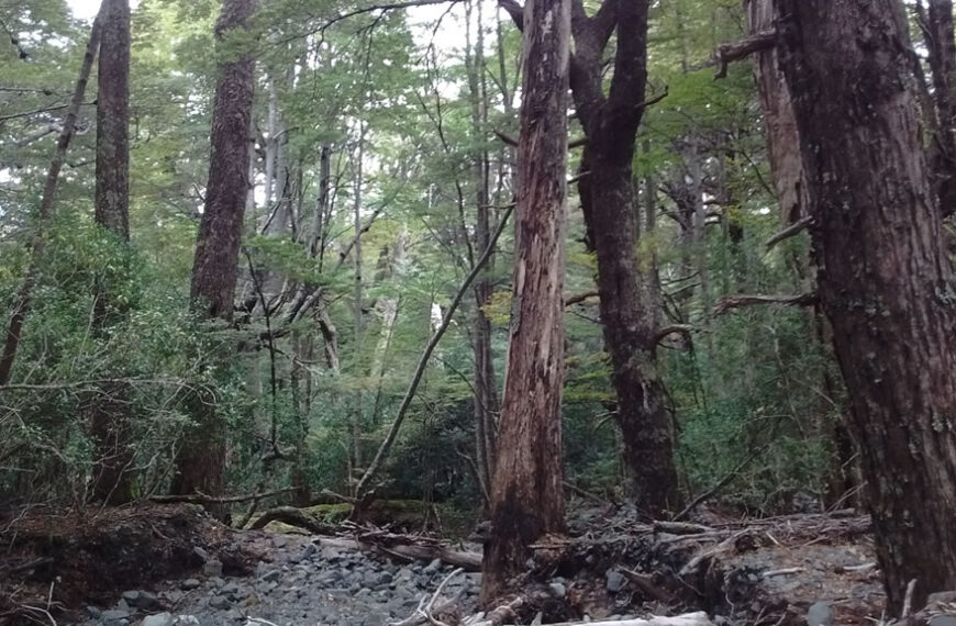 Estrategias para integrar la ganadería al ambiente de bosques nativos de Argentina