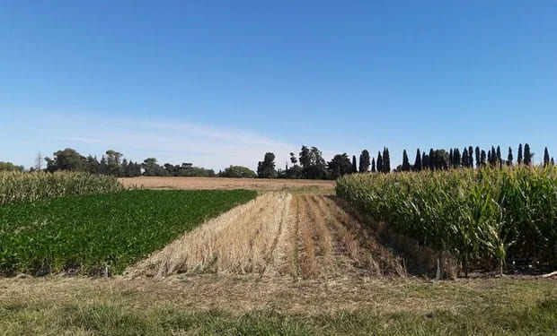 Una revista internacional destacó una investigación del INTA sobre el impacto de la fertilización fosfatada