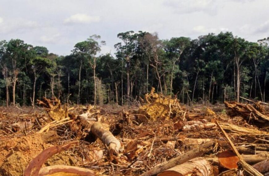 La Unión Europea debate prohibir la importación desde zonas que hayan sido deforestadas a partir de 2021