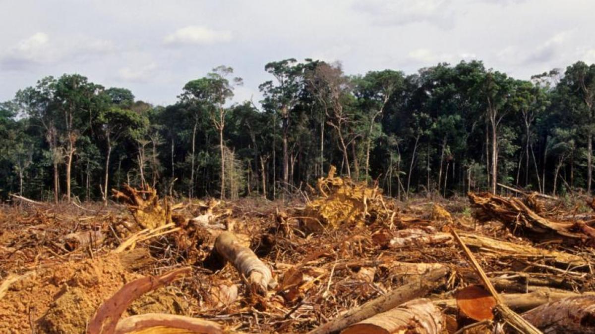 Deforestación, la nueva amenaza del lobby ambientalista
