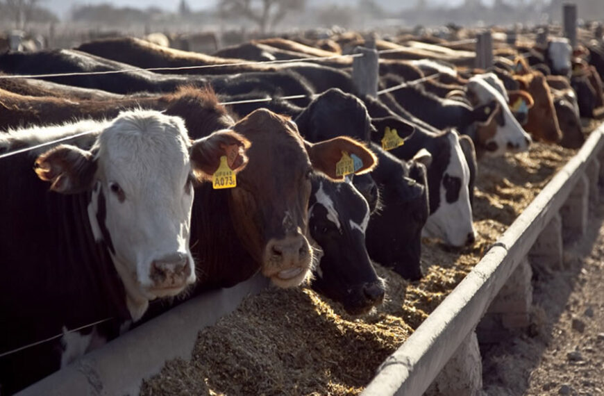 FIFRA informa: Crece el encierre en feedlots con buenos niveles de rentabilidad