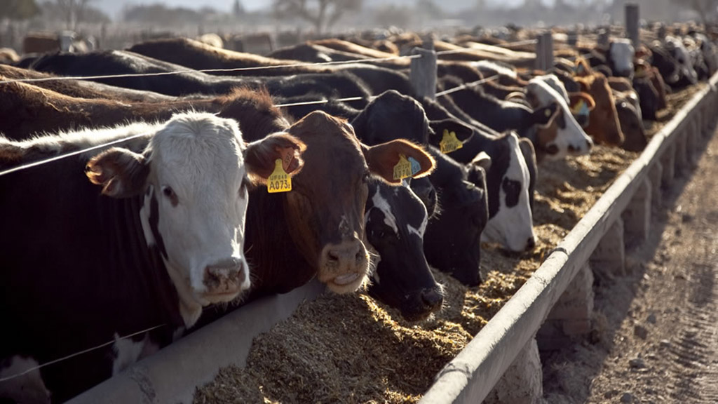 Maíz en alza: la reducción de derechos de exportación impulsa su precio y genera desafíos para los feedloteros