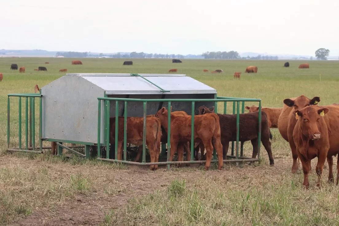 Creep-feeding: ¿Mejora también el desempeño de las vacas?