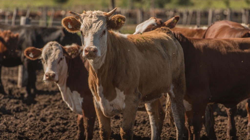 Ganadería: el ternero es el producto estrella del sector