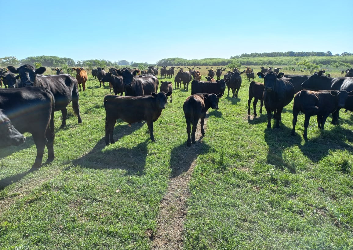 La fórmula para ganar $64 millones adicionales en un rodeo de 1000 vacas