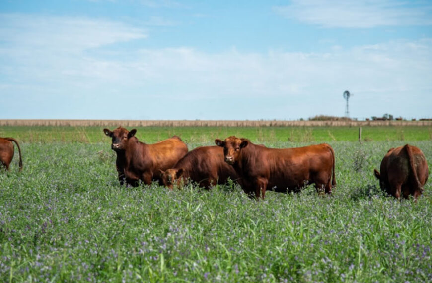 Por la escasez bovina, más eslabones comienzan a crujir