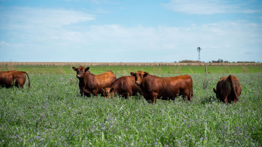 Por la escasez bovina, más eslabones comienzan a crujir