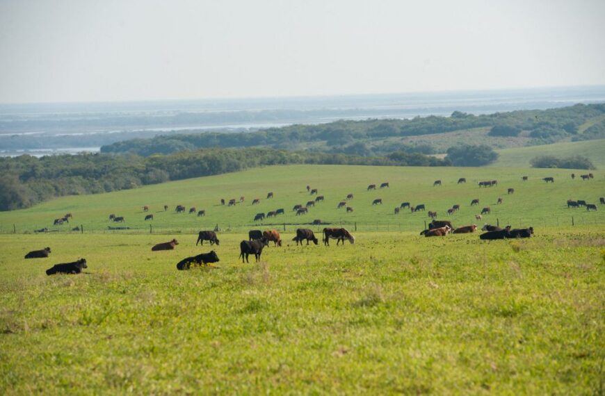 Uruguay detecta 260 focos de brucelosis, incluyendo varias cabañas