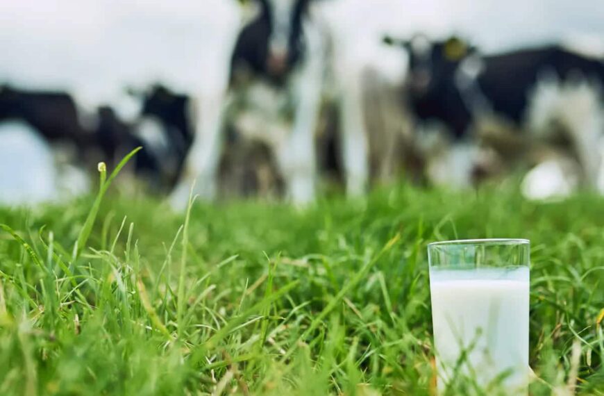 Ganaderos en busca del sabor real de la leche: cuando se apuesta por la calidad frente a la cantidad