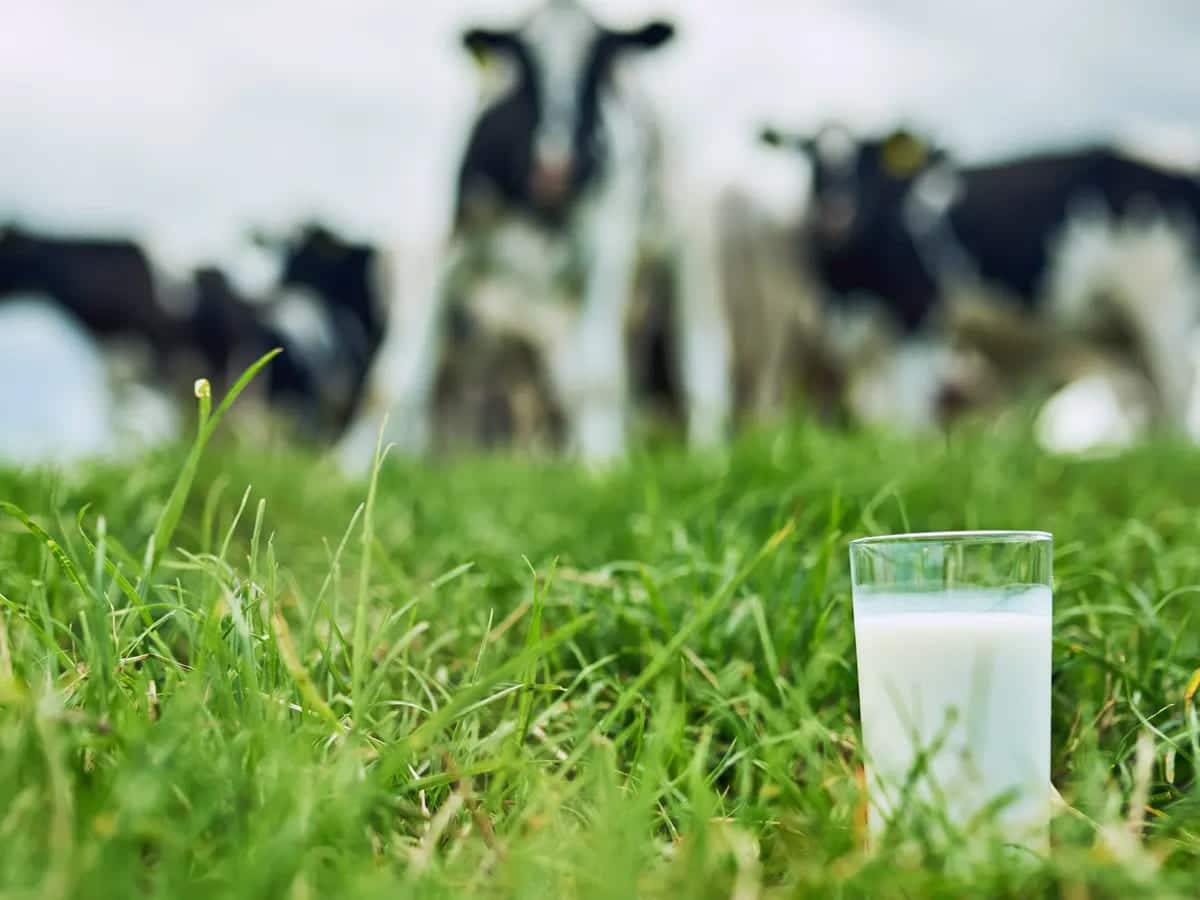 Ganaderos en busca del sabor real de la leche: cuando se apuesta por la calidad frente a la cantidad