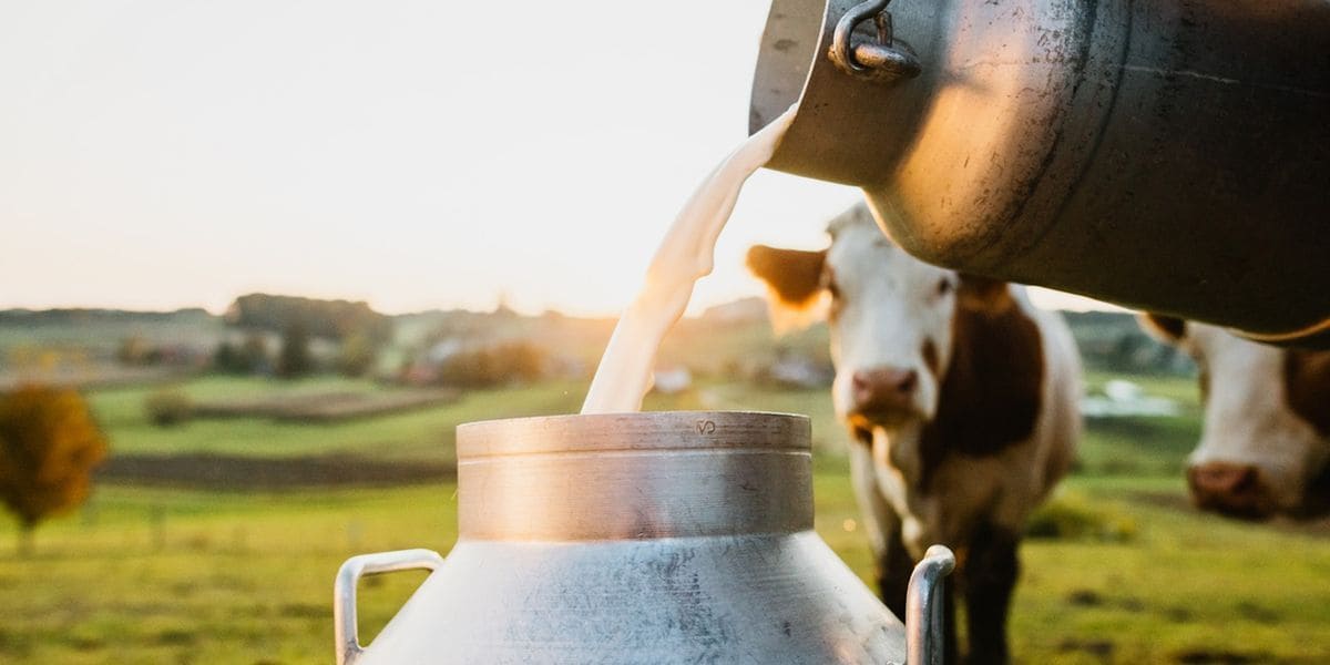 Lechería: la sequía presiona sobre la producción y hay una desaceleración en el crecimiento