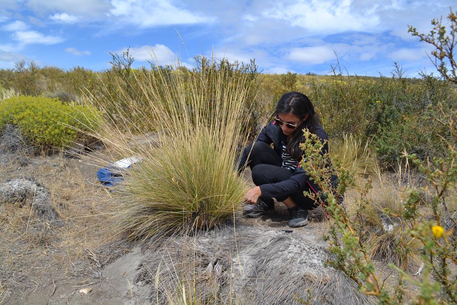 Evalúan plantas tóxicas que afectan al ganado en zonas extrapampeanas