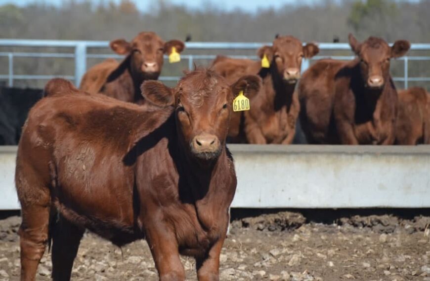 Producción bovina: qué vacunas aplicar a los terneros en sus primeros meses de vida