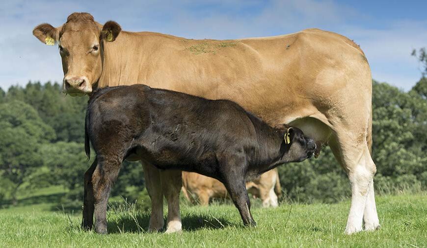 En La Rioja, buscan lograr un ternero por vaca al año con sincronización de celo