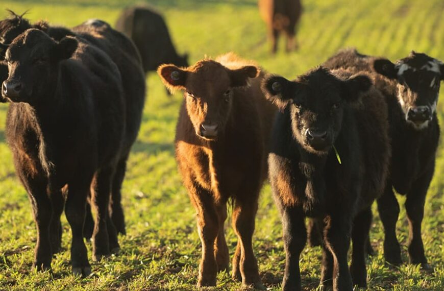 La técnica viral para que la vaca acepte a un ternero huérfano