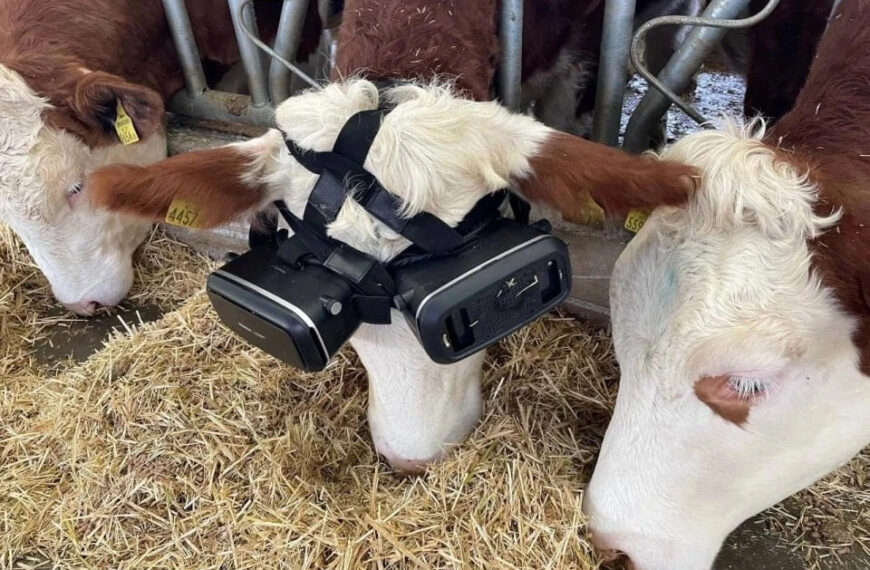 Gafas de realidad virtual para mejorar la producción de leche de las vacas