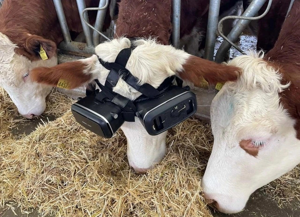 Gafas de realidad virtual para mejorar la producción de leche de las vacas