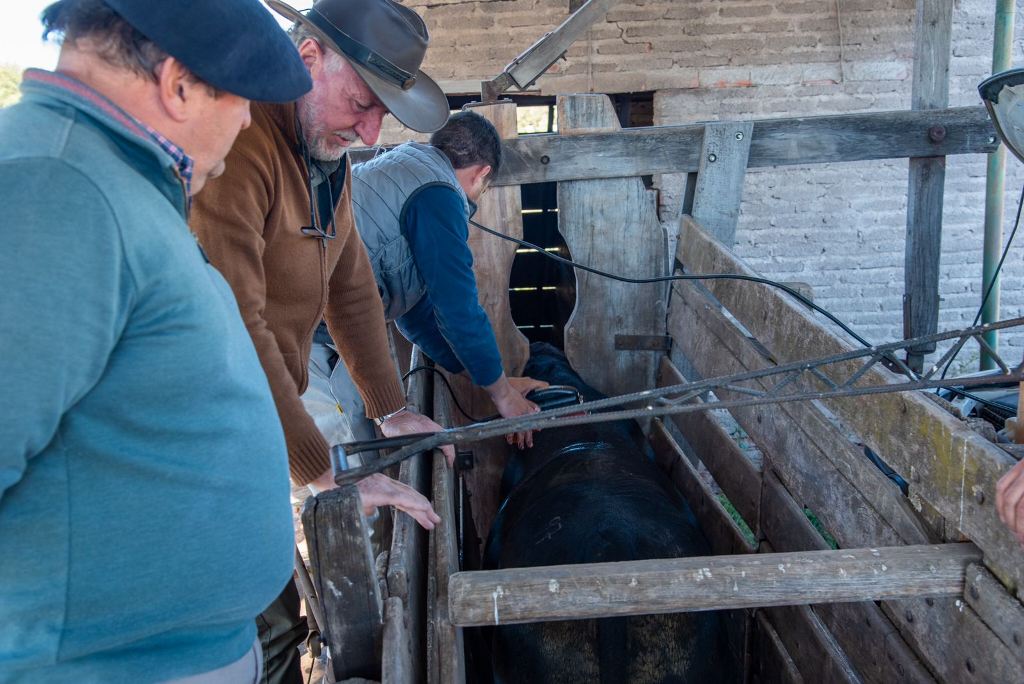 Chacharramendi: se realizó 2° Prueba de Eficiencia Genética en toros