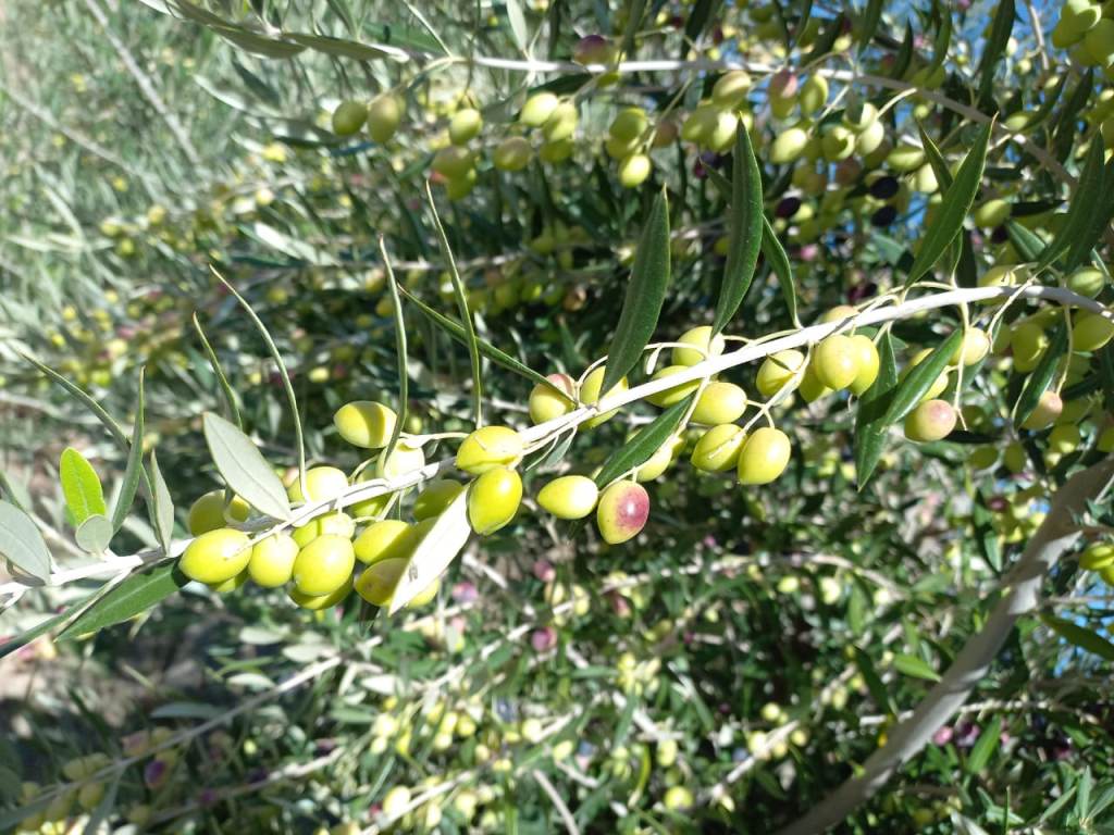 Anticipan cosecha récord de aceitunas en Casa de Piedra