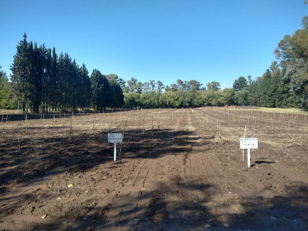 Proyecto de plantación de olivos en el Vivero Forestal de Caleufú
