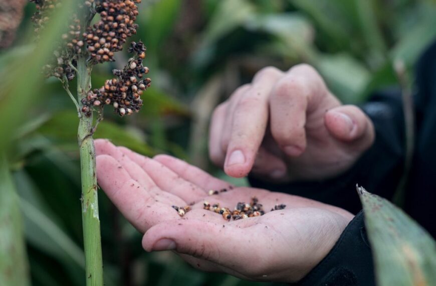 «Momento clave para el país»: Advanta invirtió US$ 5 millones para triplicar la producción de semillas en Santa Fe