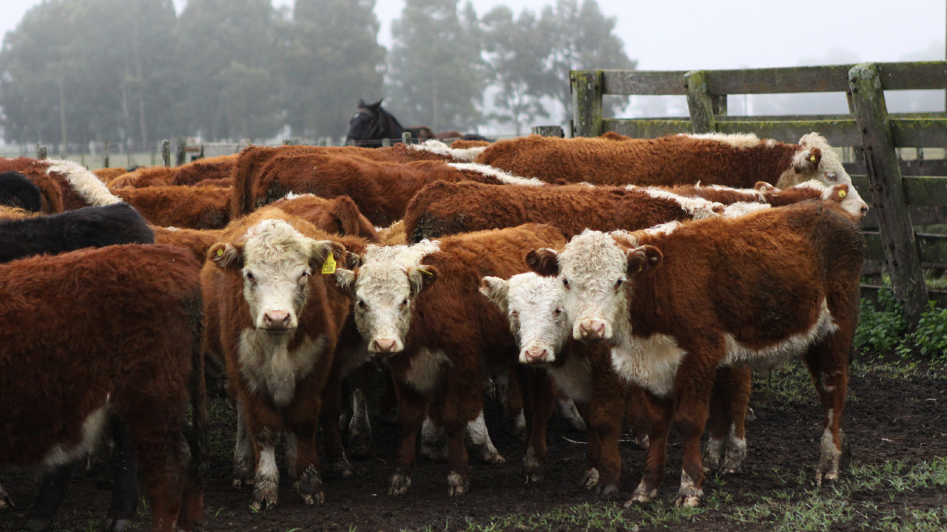 Brucelosis bovina: Plazo límite para la determinación obligatoria del estatus sanitario