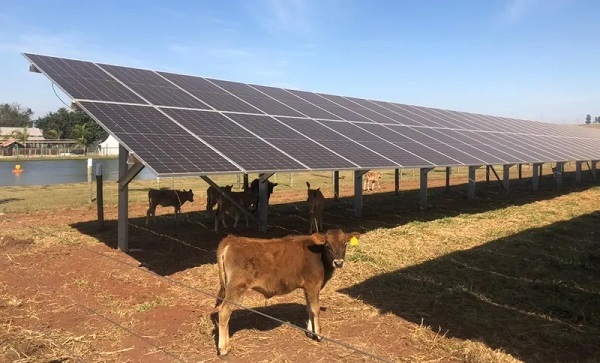 Agrishow 2022: cuánto cuesta el panel solar que genera energía y sombra para el ganado