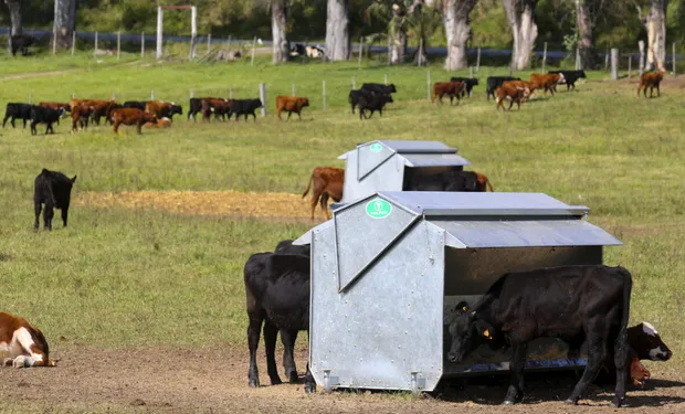 Cómo son los «hoteles para vacas» de Uruguay: la innovadora experiencia para la rehabilitación de animales