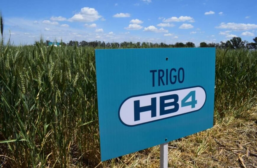 Tolera la sequía: Australia autorizó el consumo del trigo transgénico desarrollado en Argentina