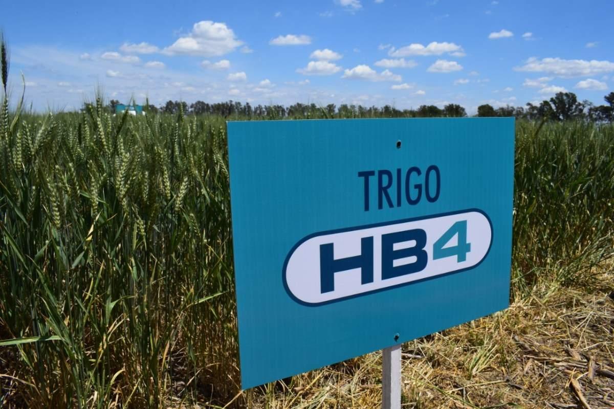 Tolera la sequía: Australia autorizó el consumo del trigo transgénico desarrollado en Argentina