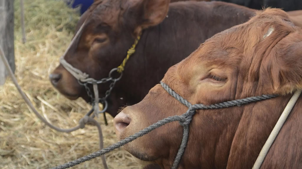 IPCVA: “Nos da mucha satisfacción estar en una AgroActiva tan potente”