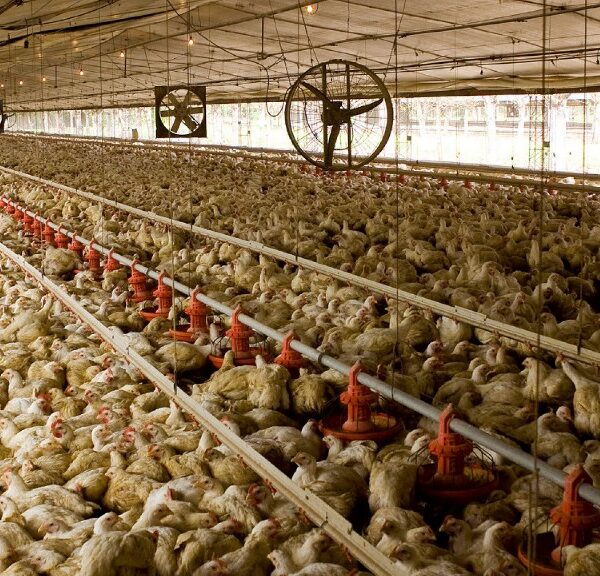Con fitoquímicos, las aves de corral mejoran su salud y crecimiento