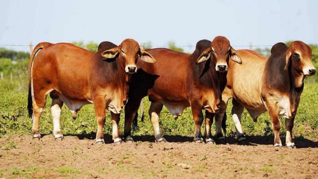 Buscan potenciar el desarrollo productivo de las cabañas bovinas del centro-oeste de Formosa