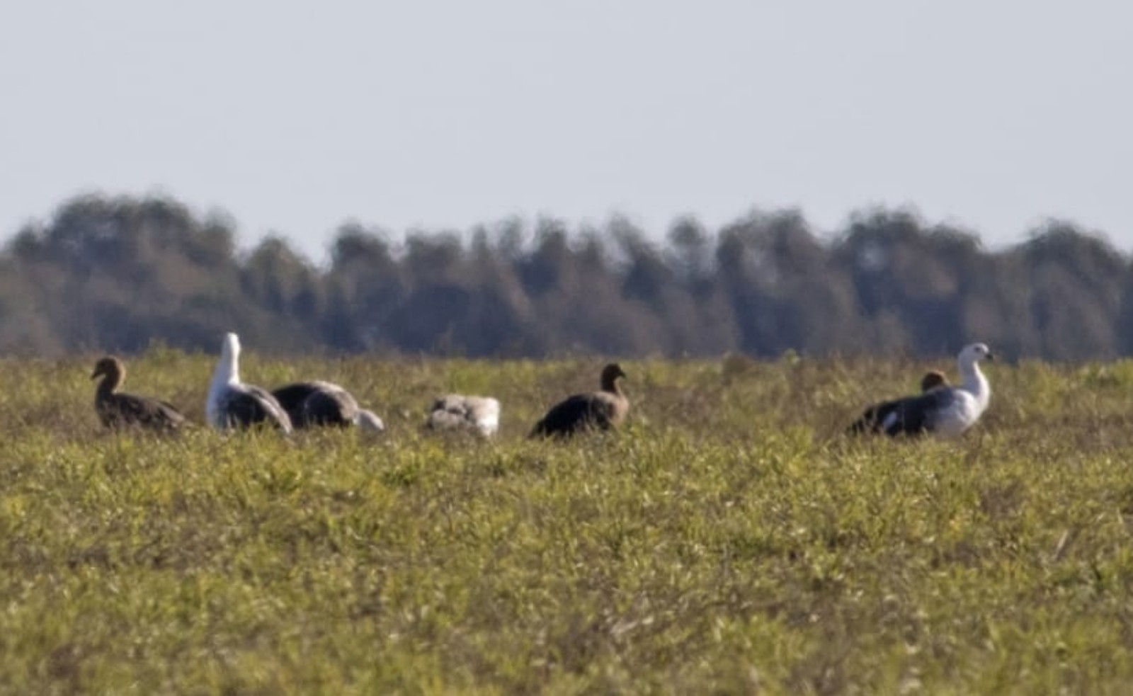 Fauna realizó monitoreo anual de cauquenes