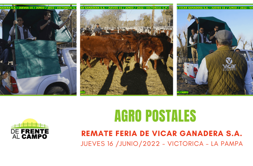 Álbum Remate Feria de Vicar Ganadera S.A. – Victorica – La Pampa – 16 /06/2022