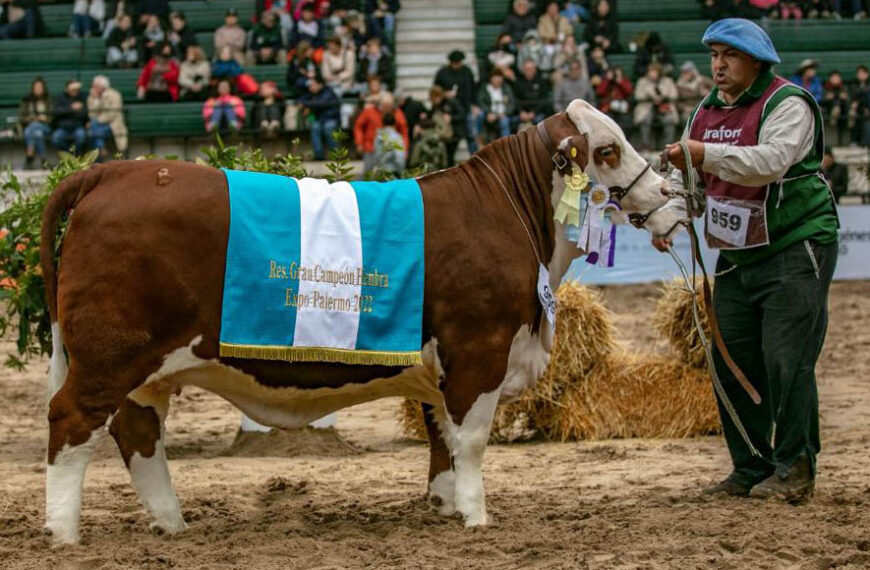 Rural récord: pagan más de 19 millones de pesos por la mitad de la Gran Campeona Hembra Braford