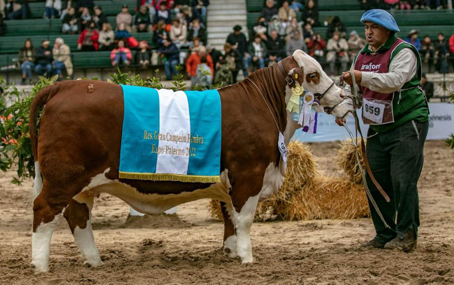 Rural récord: pagan más de 19 millones de pesos por la mitad de la Gran Campeona Hembra Braford