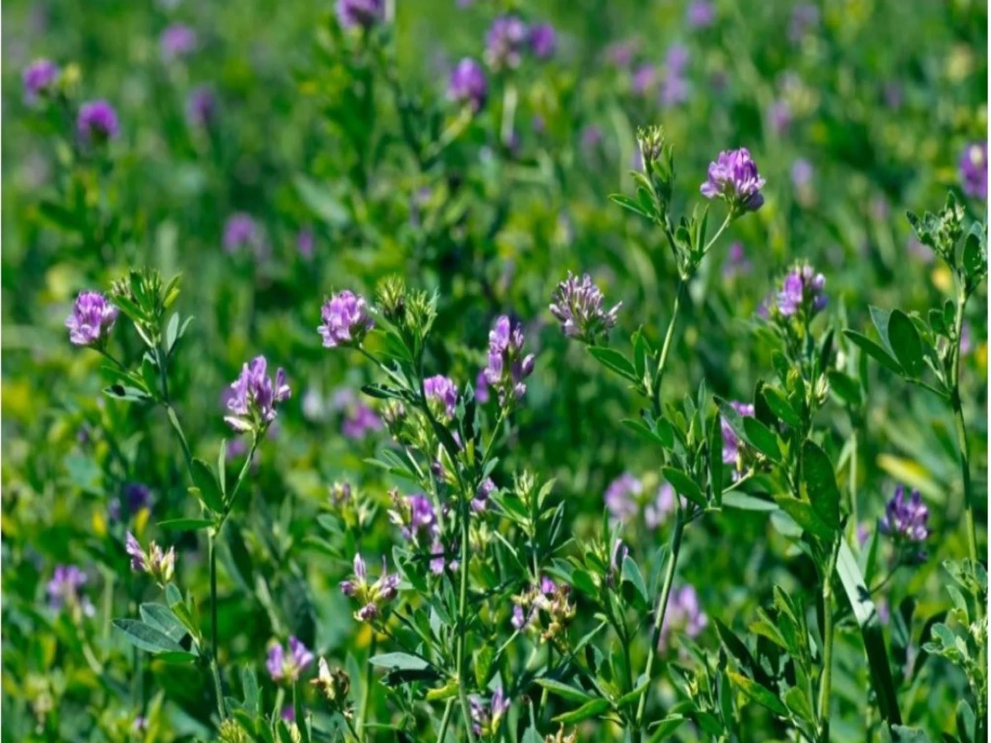 Premian tecnología de precisión para gestionar alfalfa