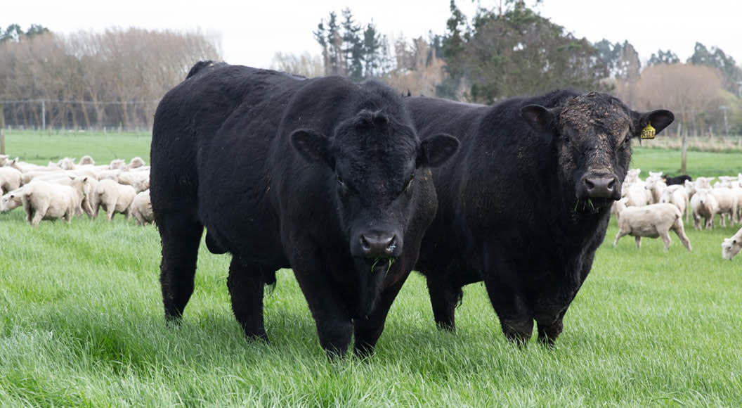 El toro Angus que se vendió a $132 millones y los precios de los 2779 animales que subastó la raza durante julio